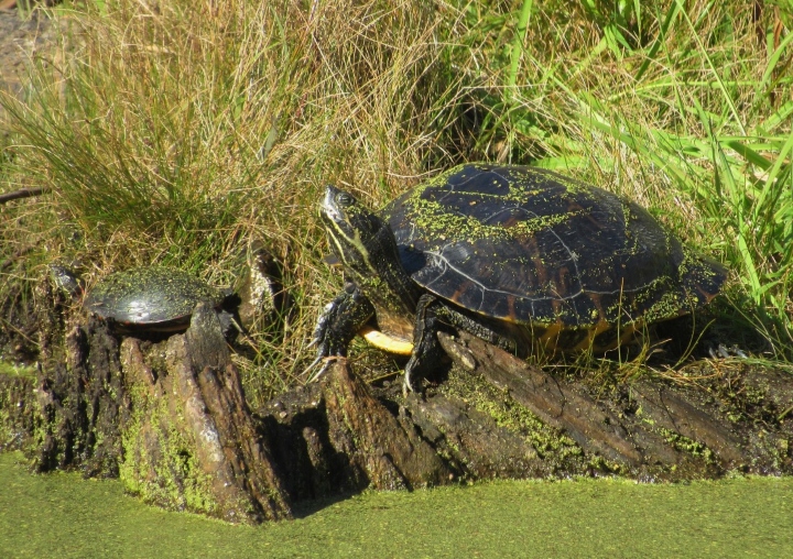 River Cooter